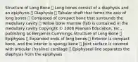 Structure of Long Bone  Long bones consist of a diaphysis and an epiphysis  Diaphysis  Tubular shaft that forms the axis of long bones  Composed of compact bone that surrounds the medullary cavity  Yellow bone marrow (fat) is contained in the medullary cavity Copyright © 2006 Pearson Education, Inc., publishing as Benjamin Cummings ￼￼Structure of Long Bone  Epiphyses  Expanded ends of long bones  Exterior is compact bone, and the interior is spongy bone  Joint surface is covered with articular (hyaline) cartilage  Epiphyseal line separates the diaphysis from the epiphyses