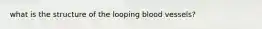 what is the structure of the looping blood vessels?