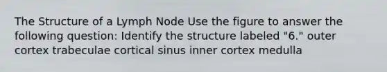 The Structure of a Lymph Node Use the figure to answer the following question: Identify the structure labeled "6." outer cortex trabeculae cortical sinus inner cortex medulla