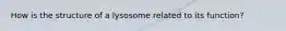 How is the structure of a lysosome related to its function?