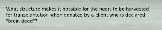 What structure makes it possible for the heart to be harvested for transplantation when donated by a client who is declared "brain dead"?