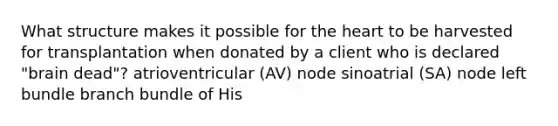 What structure makes it possible for the heart to be harvested for transplantation when donated by a client who is declared "brain dead"? atrioventricular (AV) node sinoatrial (SA) node left bundle branch bundle of His