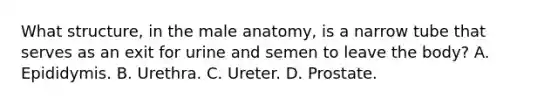 What structure, in the male anatomy, is a narrow tube that serves as an exit for urine and semen to leave the body? A. Epididymis. B. Urethra. C. Ureter. D. Prostate.