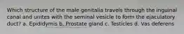 Which structure of the male genitalia travels through the inguinal canal and unites with the seminal vesicle to form the ejaculatory duct? a. Epididymis b. Prostate gland c. Testicles d. Vas deferens