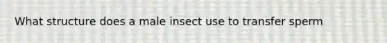 What structure does a male insect use to transfer sperm