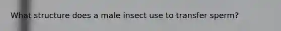 What structure does a male insect use to transfer sperm?