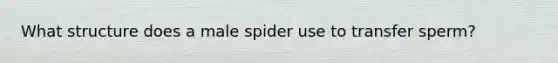 What structure does a male spider use to transfer sperm?