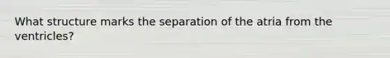 What structure marks the separation of the atria from the ventricles?
