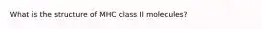 What is the structure of MHC class II molecules?