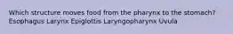 Which structure moves food from the pharynx to the stomach? Esophagus Larynx Epiglottis Laryngopharynx Uvula