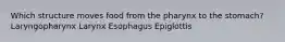 Which structure moves food from the pharynx to the stomach? Laryngopharynx Larynx Esophagus Epiglottis