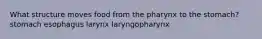 What structure moves food from the pharynx to the stomach? stomach esophagus larynx laryngopharynx