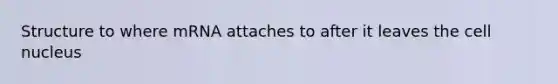 Structure to where mRNA attaches to after it leaves the cell nucleus