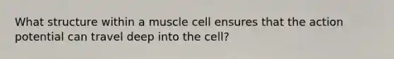 What structure within a muscle cell ensures that the action potential can travel deep into the cell?