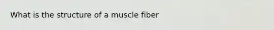 What is the structure of a muscle fiber