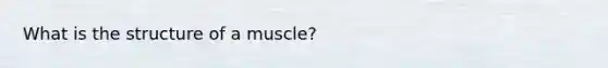 What is the structure of a muscle?