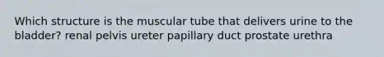 Which structure is the muscular tube that delivers urine to the bladder? renal pelvis ureter papillary duct prostate urethra