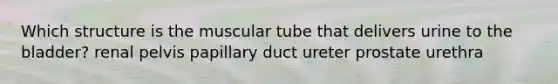 Which structure is the muscular tube that delivers urine to the bladder? renal pelvis papillary duct ureter prostate urethra