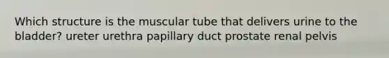 Which structure is the muscular tube that delivers urine to the bladder? ureter urethra papillary duct prostate renal pelvis