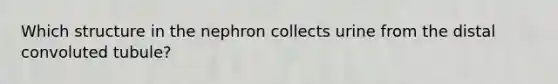 Which structure in the nephron collects urine from the distal convoluted tubule?