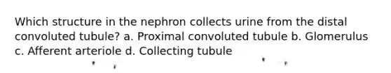 Which structure in the nephron collects urine from the distal convoluted tubule? a. Proximal convoluted tubule b. Glomerulus c. Afferent arteriole d. Collecting tubule