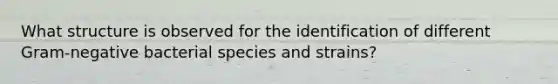 What structure is observed for the identification of different Gram-negative bacterial species and strains?