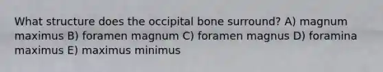 What structure does the occipital bone surround? A) magnum maximus B) foramen magnum C) foramen magnus D) foramina maximus E) maximus minimus