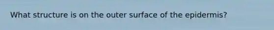 What structure is on the outer surface of the epidermis?