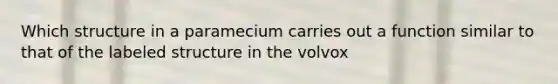 Which structure in a paramecium carries out a function similar to that of the labeled structure in the volvox