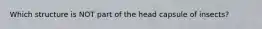 Which structure is NOT part of the head capsule of insects?