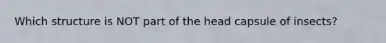 Which structure is NOT part of the head capsule of insects?