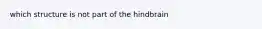 which structure is not part of the hindbrain