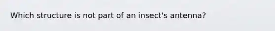 Which structure is not part of an insect's antenna?