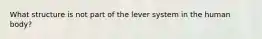 What structure is not part of the lever system in the human body?