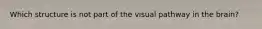 Which structure is not part of the visual pathway in the brain?