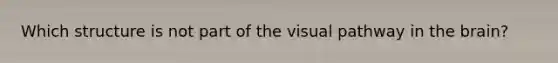 Which structure is not part of the visual pathway in the brain?