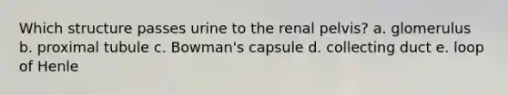 Which structure passes urine to the renal pelvis? a. glomerulus b. proximal tubule c. Bowman's capsule d. collecting duct e. loop of Henle