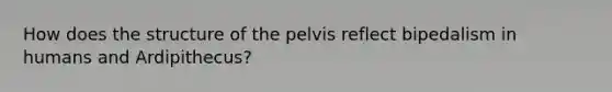 How does the structure of the pelvis reflect bipedalism in humans and Ardipithecus?