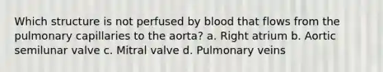 Which structure is not perfused by blood that flows from the pulmonary capillaries to the aorta? a. Right atrium b. Aortic semilunar valve c. Mitral valve d. Pulmonary veins