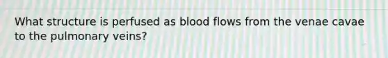 What structure is perfused as blood flows from the venae cavae to the pulmonary veins?