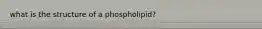 what is the structure of a phospholipid?