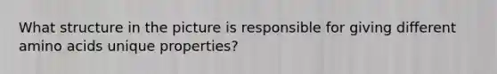 What structure in the picture is responsible for giving different amino acids unique properties?