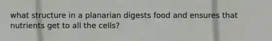 what structure in a planarian digests food and ensures that nutrients get to all the cells?