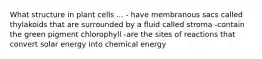 What structure in plant cells ... - have membranous sacs called thylakoids that are surrounded by a fluid called stroma -contain the green pigment chlorophyll -are the sites of reactions that convert solar energy into chemical energy