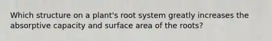 Which structure on a plant's root system greatly increases the absorptive capacity and surface area of the roots?