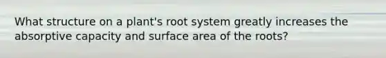 What structure on a plant's root system greatly increases the absorptive capacity and surface area of the roots?