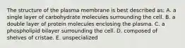 The structure of the plasma membrane is best described as: A. a single layer of carbohydrate molecules surrounding the cell. B. a double layer of protein molecules enclosing the plasma. C. a phospholipid bilayer surrounding the cell. D. composed of shelves of cristae. E. unspecialized