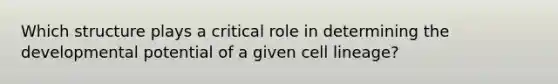 Which structure plays a critical role in determining the developmental potential of a given cell lineage?