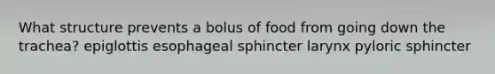 What structure prevents a bolus of food from going down the trachea? epiglottis esophageal sphincter larynx pyloric sphincter