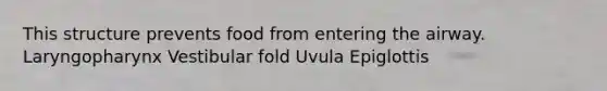 This structure prevents food from entering the airway. Laryngopharynx Vestibular fold Uvula Epiglottis